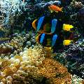 , photo taken in Maldives, Male Atoll, South Male Atoll, Kuda Giri