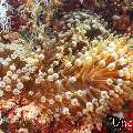 , photo taken in Maldives, Male Atoll, South Male Atoll, Kuda Giri