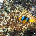 , photo taken in Maldives, Male Atoll, South Male Atoll, Kuda Giri
