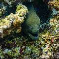 Giant Moray (Gymnothorax javanicus), photo taken in Maldives, Male Atoll, South Male Atoll, Kuda Giri