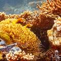 Maldives anemonfish (Amphiprion nigripes), photo taken in Maldives, Male Atoll, South Male Atoll, Kuda Giri