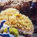 Maldives anemonfish (Amphiprion nigripes), photo taken in Maldives, Male Atoll, South Male Atoll, Kuda Giri
