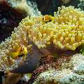 Maldives anemonfish (Amphiprion nigripes), photo taken in Maldives, Male Atoll, South Male Atoll, Kuda Giri