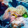 Maldives anemonfish (Amphiprion nigripes), photo taken in Maldives, Male Atoll, South Male Atoll, Kuda Giri