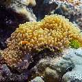 Maldives anemonfish (Amphiprion nigripes), photo taken in Maldives, Male Atoll, South Male Atoll, Kuda Giri
