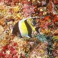 Moorish idol (Zanclus cornutus), photo taken in Maldives, Male Atoll, South Male Atoll, Kuda Giri