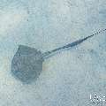 Cowtail Stingray (Pastinachus sephen), photo taken in Maldives, Male Atoll, South Male Atoll, n/a
