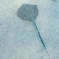 Cowtail Stingray (Pastinachus sephen), photo taken in Maldives, Male Atoll, South Male Atoll, n/a