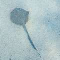 Cowtail Stingray (Pastinachus sephen), photo taken in Maldives, Male Atoll, South Male Atoll, n/a