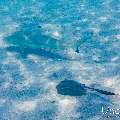 Blacktip Reefshark (Carcharhinus melanopterus), Cowtail Stingray (Pastinachus sephen), photo taken in Maldives, Male Atoll, South Male Atoll, n/a
