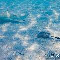 Blacktip Reefshark (Carcharhinus melanopterus), Cowtail Stingray (Pastinachus sephen), photo taken in Maldives, Male Atoll, South Male Atoll, n/a