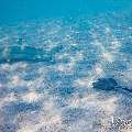 Blacktip Reefshark (Carcharhinus melanopterus), Cowtail Stingray (Pastinachus sephen), photo taken in Maldives, Male Atoll, South Male Atoll, n/a