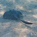 Cowtail Stingray (Pastinachus sephen), photo taken in Maldives, Male Atoll, South Male Atoll, n/a