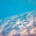 Blacktip Reefshark (Carcharhinus melanopterus), photo taken in Maldives, Male Atoll, South Male Atoll, n/a