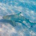 Blacktip Reefshark (Carcharhinus melanopterus), photo taken in Maldives, Male Atoll, South Male Atoll, n/a