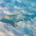 Blacktip Reefshark (Carcharhinus melanopterus), photo taken in Maldives, Male Atoll, South Male Atoll, n/a