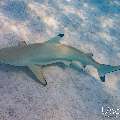 Blacktip Reefshark (Carcharhinus melanopterus), photo taken in Maldives, Male Atoll, South Male Atoll, n/a