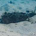 Starry Puffer (Arothron stellatus), photo taken in Maldives, Male Atoll, South Male Atoll, n/a