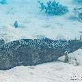 Starry Puffer (Arothron stellatus), photo taken in Maldives, Male Atoll, South Male Atoll, n/a