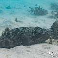 Starry Puffer (Arothron stellatus), photo taken in Maldives, Male Atoll, South Male Atoll, n/a