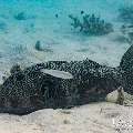 Starry Puffer (Arothron stellatus), photo taken in Maldives, Male Atoll, South Male Atoll, n/a