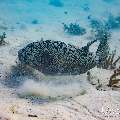 Starry Puffer (Arothron stellatus), photo taken in Maldives, Male Atoll, South Male Atoll, n/a