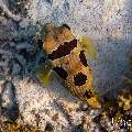 Porcupine Pufferfish (Diodon holocanthus), photo taken in Maldives, Male Atoll, South Male Atoll, n/a