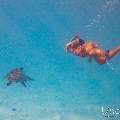 Hawksbill Sea Turtle (Eretmochelys imbricata), photo taken in Maldives, Male Atoll, South Male Atoll, n/a