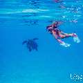 Hawksbill Sea Turtle (Eretmochelys imbricata), photo taken in Maldives, Male Atoll, South Male Atoll, n/a