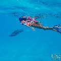 Hawksbill Sea Turtle (Eretmochelys imbricata), photo taken in Maldives, Male Atoll, South Male Atoll, n/a