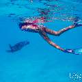 Hawksbill Sea Turtle (Eretmochelys imbricata), photo taken in Maldives, Male Atoll, South Male Atoll, n/a
