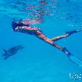 Hawksbill Sea Turtle (Eretmochelys imbricata), photo taken in Maldives, Male Atoll, South Male Atoll, n/a