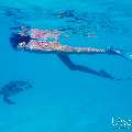 Hawksbill Sea Turtle (Eretmochelys imbricata), photo taken in Maldives, Male Atoll, South Male Atoll, n/a