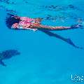 Hawksbill Sea Turtle (Eretmochelys imbricata), photo taken in Maldives, Male Atoll, South Male Atoll, n/a
