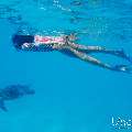Hawksbill Sea Turtle (Eretmochelys imbricata), photo taken in Maldives, Male Atoll, South Male Atoll, n/a