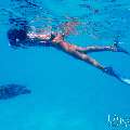 Hawksbill Sea Turtle (Eretmochelys imbricata), photo taken in Maldives, Male Atoll, South Male Atoll, n/a