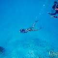 Hawksbill Sea Turtle (Eretmochelys imbricata), photo taken in Maldives, Male Atoll, South Male Atoll, n/a