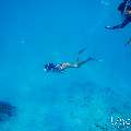 Hawksbill Sea Turtle (Eretmochelys imbricata), photo taken in Maldives, Male Atoll, South Male Atoll, n/a