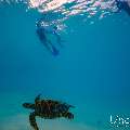 Hawksbill Sea Turtle (Eretmochelys imbricata), photo taken in Maldives, Male Atoll, South Male Atoll, n/a