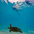 Hawksbill Sea Turtle (Eretmochelys imbricata), photo taken in Maldives, Male Atoll, South Male Atoll, n/a