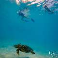 Hawksbill Sea Turtle (Eretmochelys imbricata), photo taken in Maldives, Male Atoll, South Male Atoll, n/a
