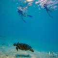 Hawksbill Sea Turtle (Eretmochelys imbricata), photo taken in Maldives, Male Atoll, South Male Atoll, n/a