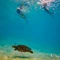 Hawksbill Sea Turtle (Eretmochelys imbricata), photo taken in Maldives, Male Atoll, South Male Atoll, n/a