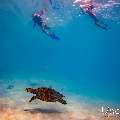 Hawksbill Sea Turtle (Eretmochelys imbricata), photo taken in Maldives, Male Atoll, South Male Atoll, n/a