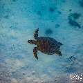 Hawksbill Sea Turtle (Eretmochelys imbricata), photo taken in Maldives, Male Atoll, South Male Atoll, n/a