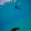 Hawksbill Sea Turtle (Eretmochelys imbricata), photo taken in Maldives, Male Atoll, South Male Atoll, n/a
