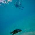 Hawksbill Sea Turtle (Eretmochelys imbricata), photo taken in Maldives, Male Atoll, South Male Atoll, n/a