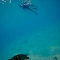 Hawksbill Sea Turtle (Eretmochelys imbricata), photo taken in Maldives, Male Atoll, South Male Atoll, n/a