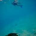 Hawksbill Sea Turtle (Eretmochelys imbricata), photo taken in Maldives, Male Atoll, South Male Atoll, n/a