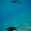 Hawksbill Sea Turtle (Eretmochelys imbricata), photo taken in Maldives, Male Atoll, South Male Atoll, n/a